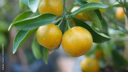 Wallpaper Mural close up branch orange tree fruits  with green leaves  in garden Torontodigital.ca