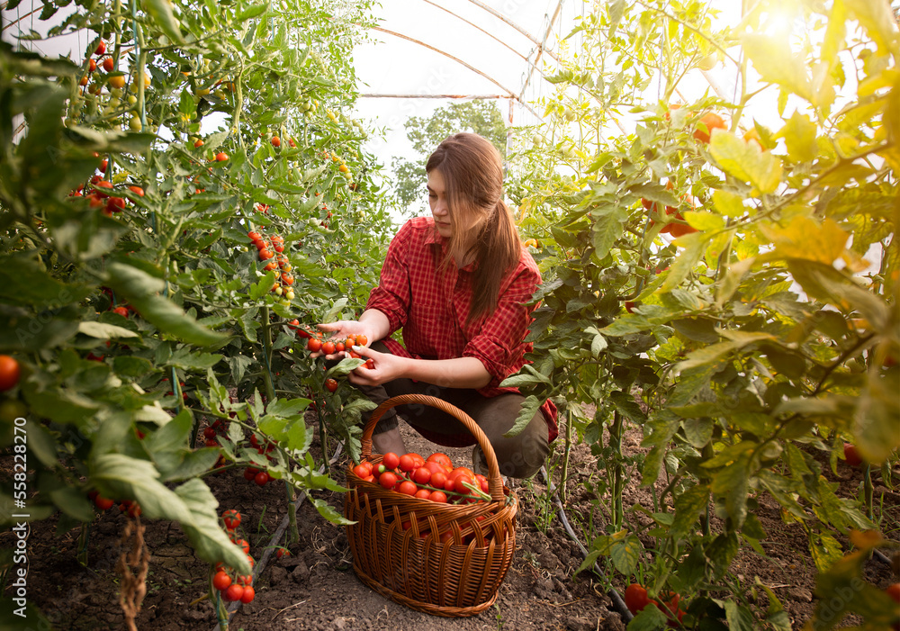 Fototapeta premium Woman picking fresh tomatoes in greenhouse