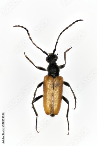 Flower longhorn beetle (Stenurella melanura), a 50 years old specimen from beetle collection.