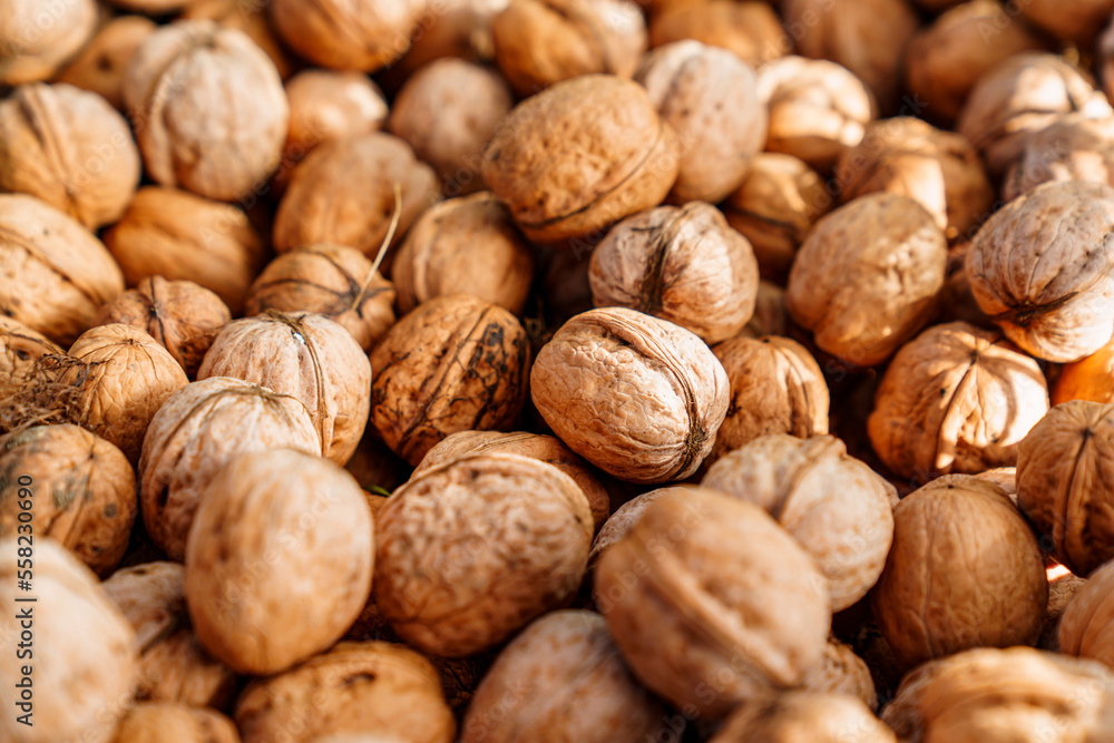 boxes of walnuts. harvesting nuts on the farm. boxes of walnuts. harvesting nuts on the farm.