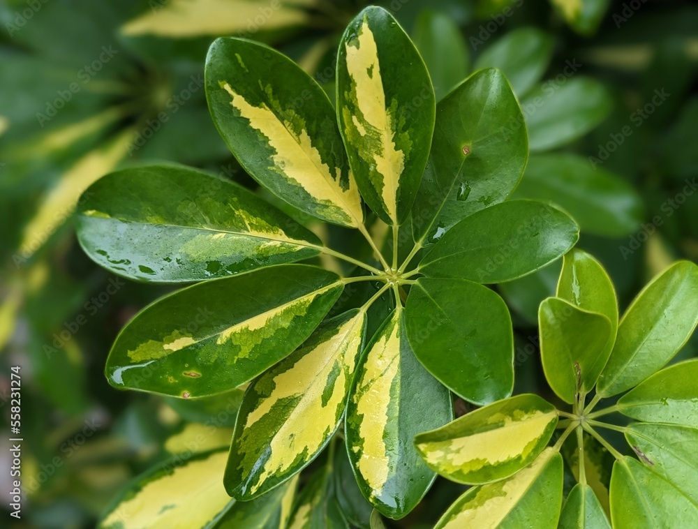 umbrella plant, dwarf umbrella, schefflera arboricola, indoor plant, umbrella plant, queensland