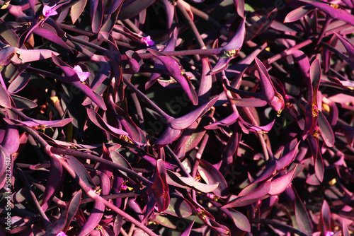 Purple heart, or Tradescantia pallida, a specie of Spiderworts in a garden