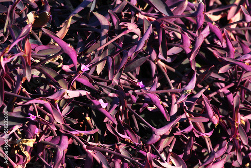 Purple heart, or Tradescantia pallida, a specie of Spiderworts in a garden