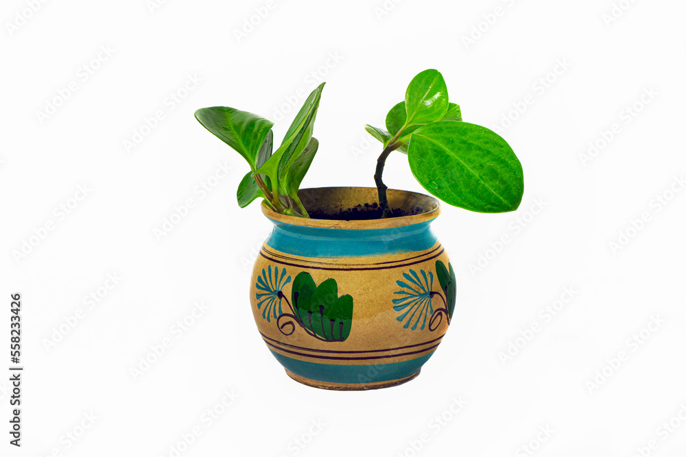 Houseplant in a ceramic pot isolate on a white background side view. Houseplant in a ceramic pot isolate on a white background side view.