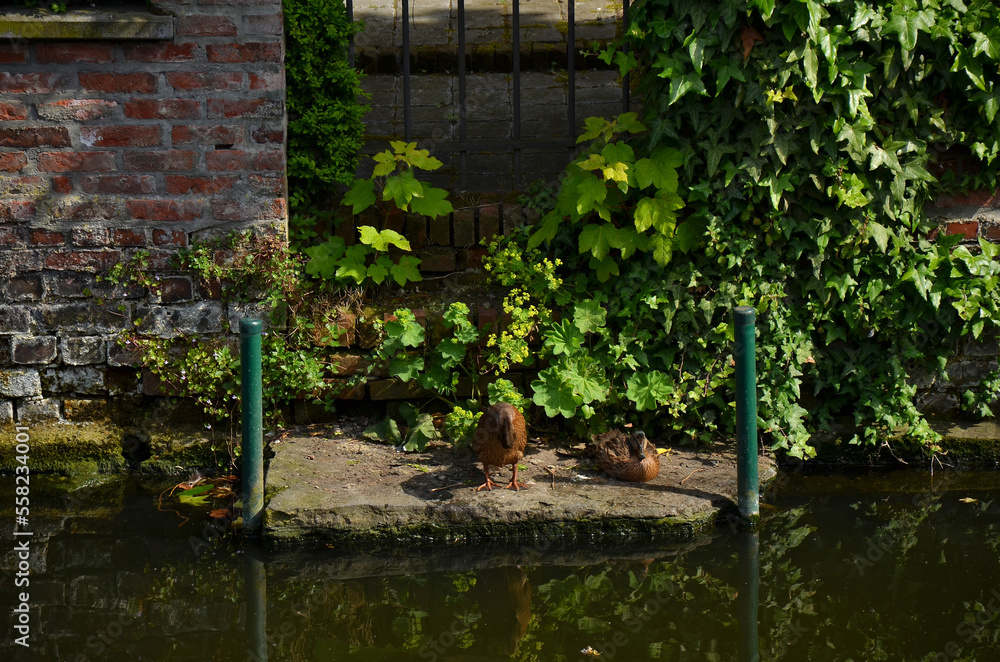 Ducks resting on the banks of the canal in Brugge Ducks resting on the banks of the canal in Brugge