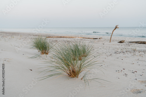 Wydma nad brzegiem Morza Bałtyckiego, pas nadbrzeżny, Słowiński Park Narodowy, Piaskownica zwyczajna