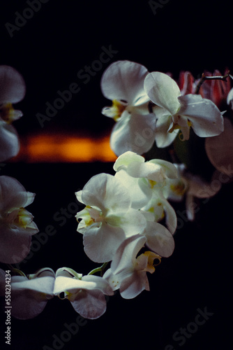 A bouquet of orchids in a wedding style