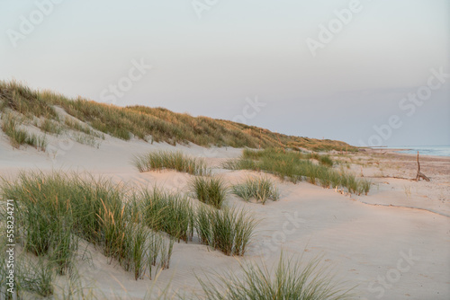 Wydma nad brzegiem Morza Bałtyckiego, pas nadbrzeżny, Słowiński Park Narodowy, Piaskownica zwyczajna photo