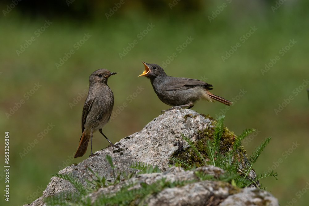 A female Black redstart with juvenile (Phoenicurus ochruros). A female Black redstart with juvenile (Phoenicurus ochruros).