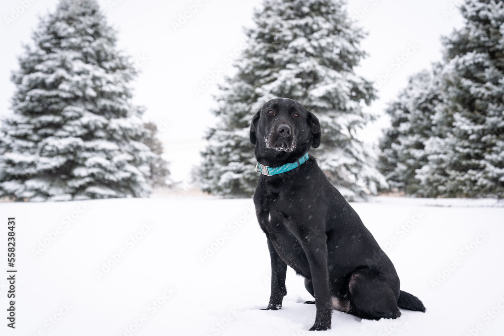 black labrador retriever in winter wonderland 