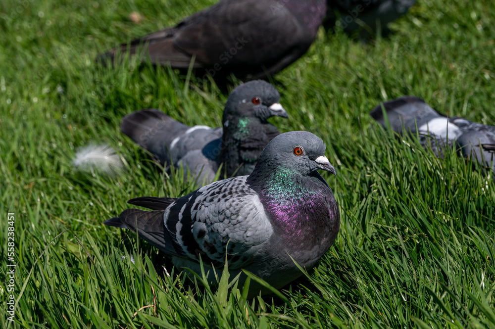 A flock of pigeons resting on grass, Sandown, Isle of Wight