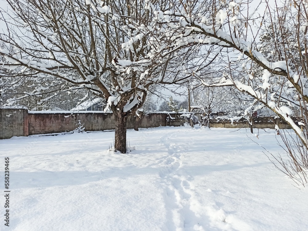 trees in the snow trees in the snow