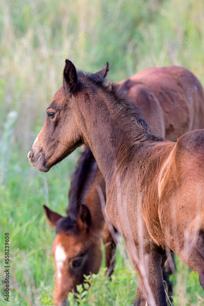 Two bay wild horse foals in Theodore Roosevelt National Park near Madora, North Dakota, USA Two bay wild horse foals in Theodore Roosevelt National Park near Madora, North Dakota, USA