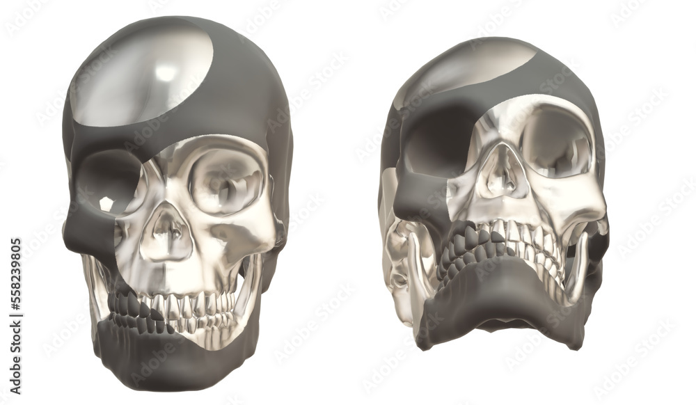 skull, human skull, human