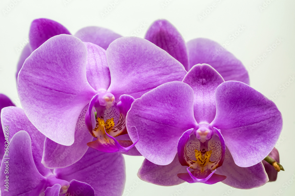 Obraz premium purple orchid, flowers on a branch on a light background close-up, phalaenopsis orchid, flower in full bloom