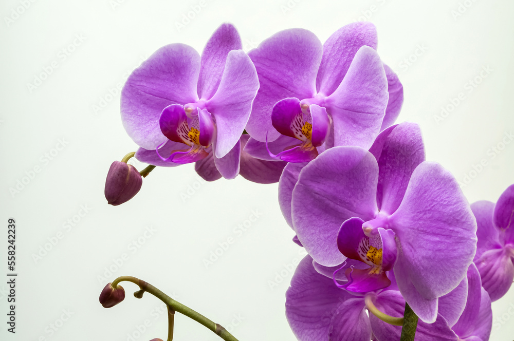 Fototapeta premium purple orchid, flowers on a branch on a light background close-up, phalaenopsis orchid, flower in full bloom