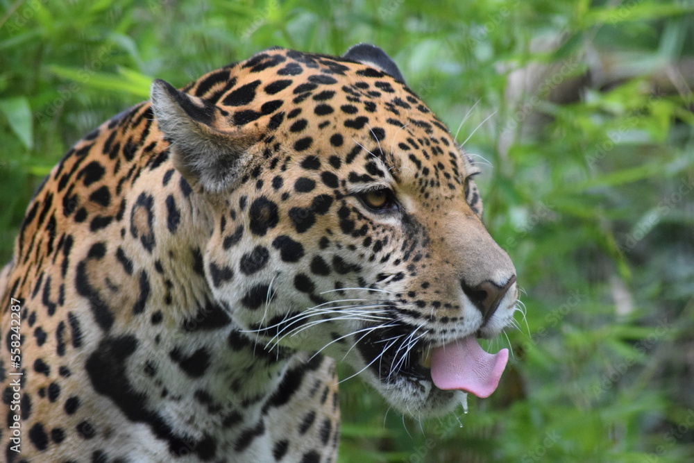 Tiger mit ausgestreckter Zunge Tiger mit ausgestreckter Zunge