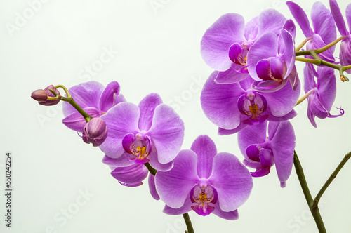 Fototapeta Naklejka Na Ścianę i Meble -  purple orchid, flowers on a branch on a light background close-up, phalaenopsis orchid, flower in full bloom