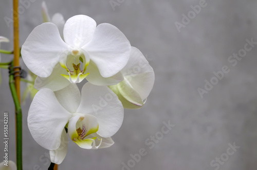white orchid  flowers on a branch on a gray marbled blurred background in close-up