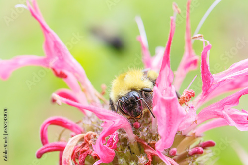 Foto Confusing bumble bee, Bombur perplexus, on bee balm