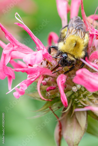 Bild auf Leinwand Confusing bumble bee, Bombur perplexus, on bee balm