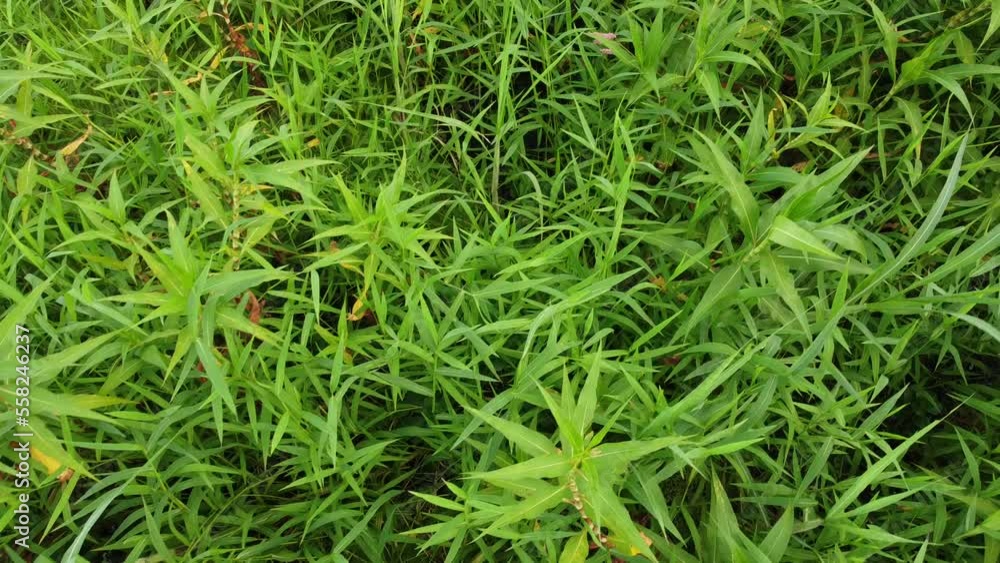 video drone sobre brejo plantas aquaticas video drone sobre brejo plantas aquaticas