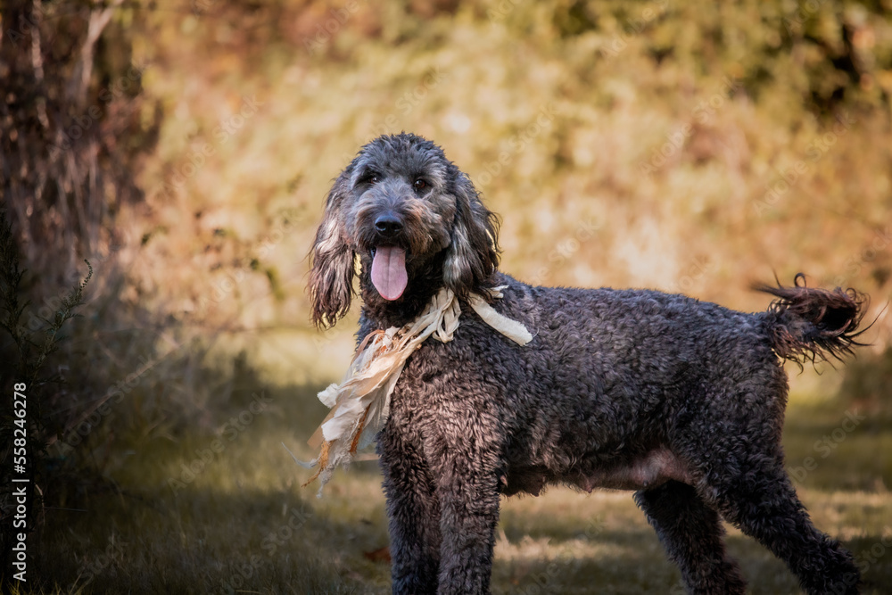 College Station, Texas, United States - A dog posing for the camera in a forest of trees. College Station, Texas, United States - A dog posing for the camera in a forest of trees.