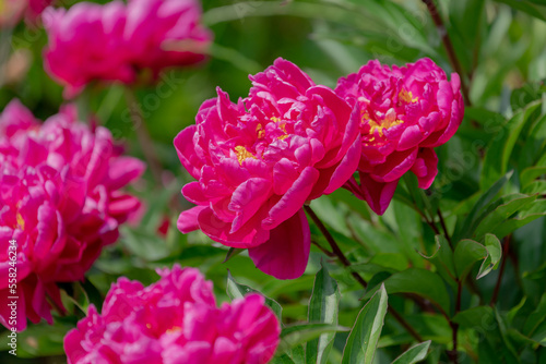 Selective focus of purple red flower Paeonia officinalis or common peony blooming in garden  Boerenpioen flowers is a species of flowering plant in the family Paeoniaceae  Natural floral background.