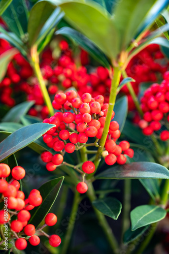 Red berries of winter blossoming garden plant, evergreen skimmia japonica  ornamental plant photo