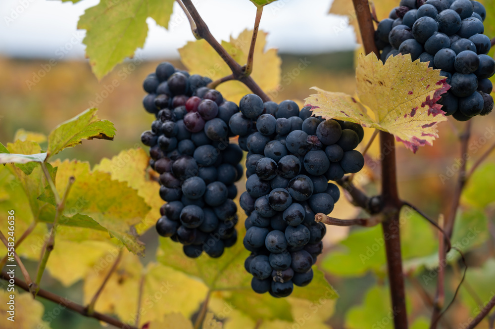 Colorful leaves and ripe clusters of pinot meunier grapes at autuimn on champagne vineyards in village Hautvillers near Epernay, Champange, France