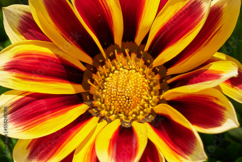 Mittagsgold-Gazania