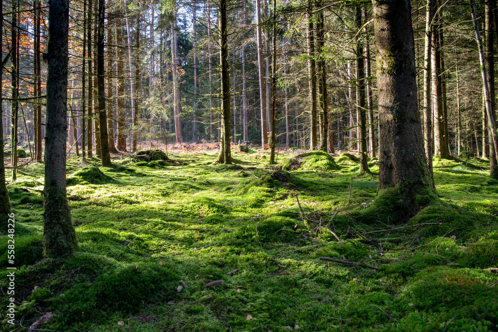 Fototapeta premium Light-flooded coniferous forest in autumn, Germany
