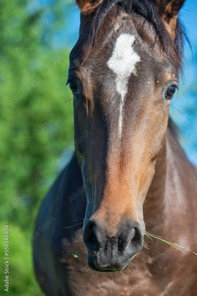 portrait of beautiful sportive mare grazing at freedom in pasture. close up portrait of beautiful sportive mare grazing at freedom in pasture. close up