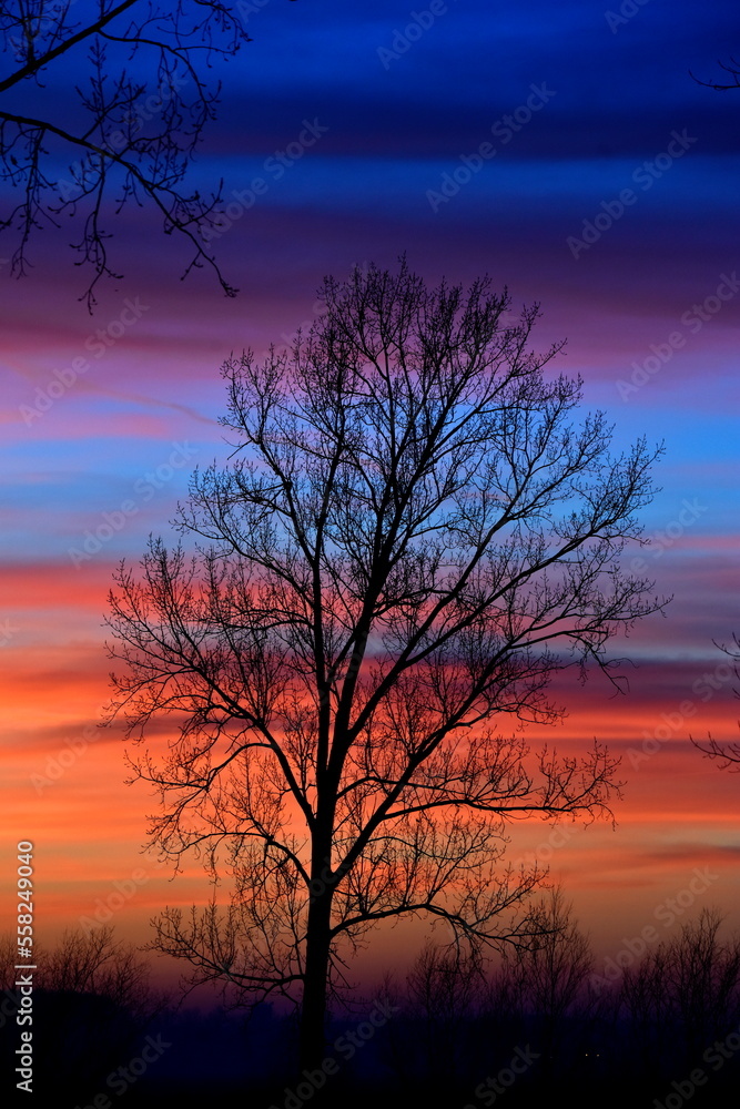 Tree with all sunset colors on the sky.