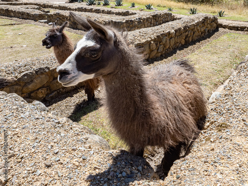 Llamas salvaje en las ruinas de Ingapirca, Ecuador photo