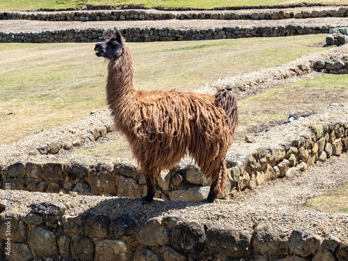 Llama salvaje en las ruinas de Ingapirca, Ecuador photo