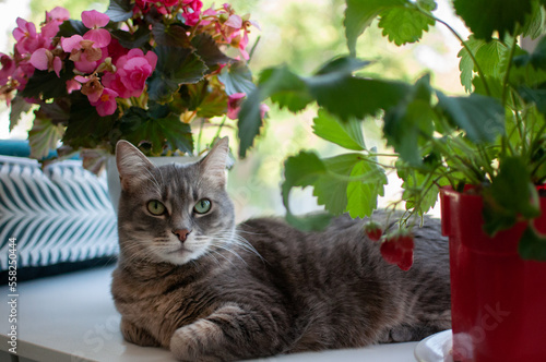 cat and flowers.The cat lies on the window next to the strawberry bush. There is a pink begonia in the background. Close-up, beautiful cat.