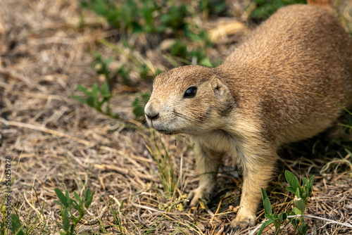 Face of Young Prairie Dog In Prairie Dog Town