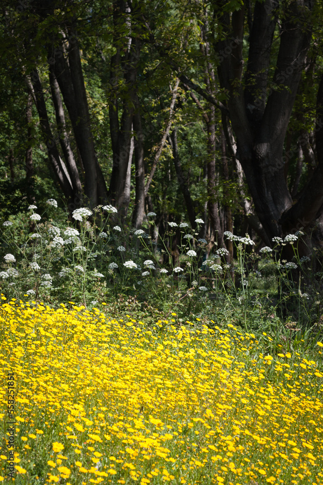 Obraz premium Yellow flowers in the park. Parque Urbano do Rio Ul, São João da Madeira, Portugal 