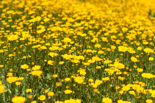 Field of yellow flowers, Parque Urbano do Rio Ul, São João da Madeira, Portugal