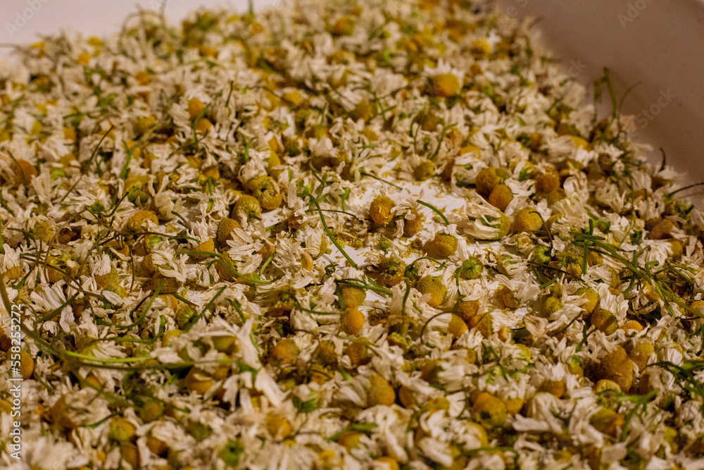 close up yellow camomile flowers for dried for tea close up yellow camomile flowers for dried for tea