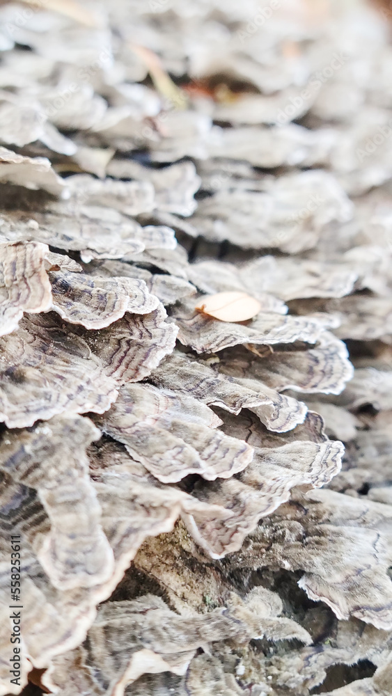 fungi on tree fungi on tree