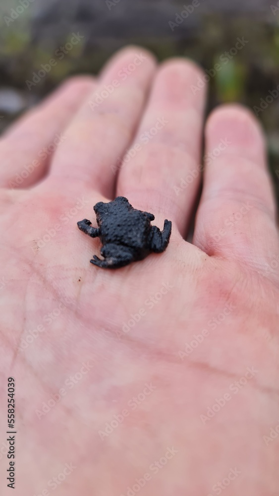 Obraz premium frog in hand