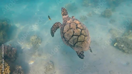 a tortoise swims against the background of carals in the red sea in Egypt.