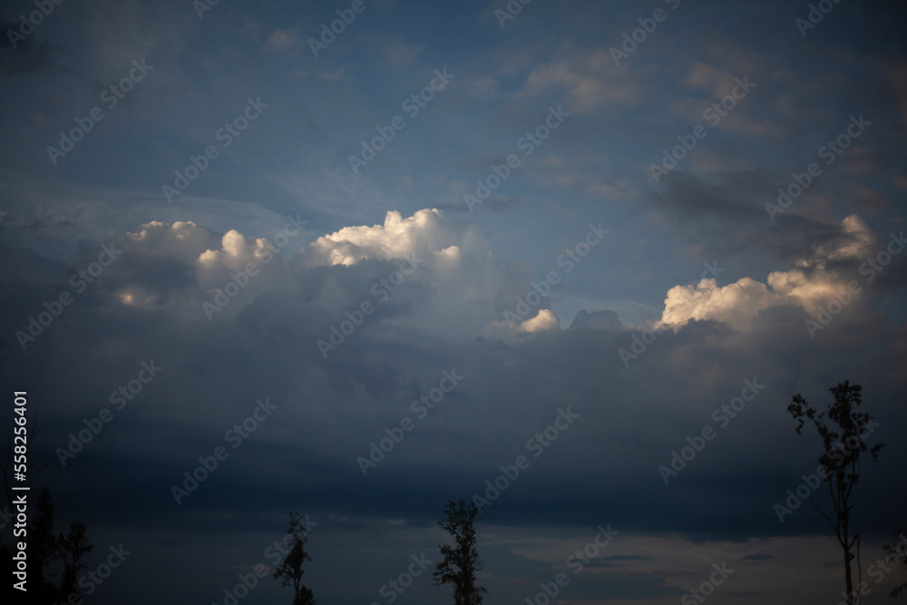 Tree in forest. Forest landscape. Beauty of nature. Clouds in sky. Details of nature.