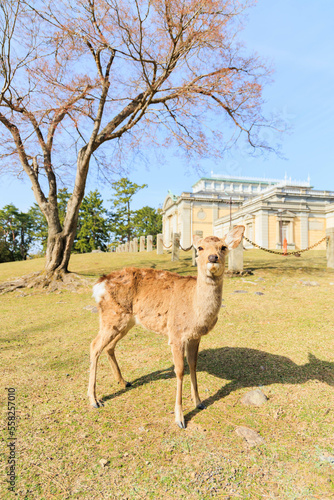奈良公園の鹿【日本:奈良】 © yoshitani