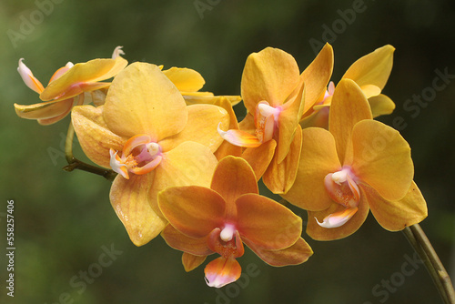 The beauty of a moth orchid in full bloom. This beautiful flower has the scientific name Phalaenopsis sp.