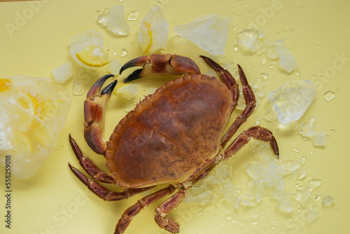  crabs and seafood. Crab boiled close-up and lemons in ice on a yellow background.Seafood species.Dietary protein source