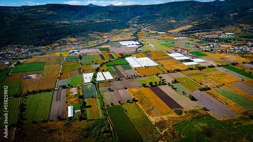 Campos de sembradío de Cempasuchil en Michoacán con dron