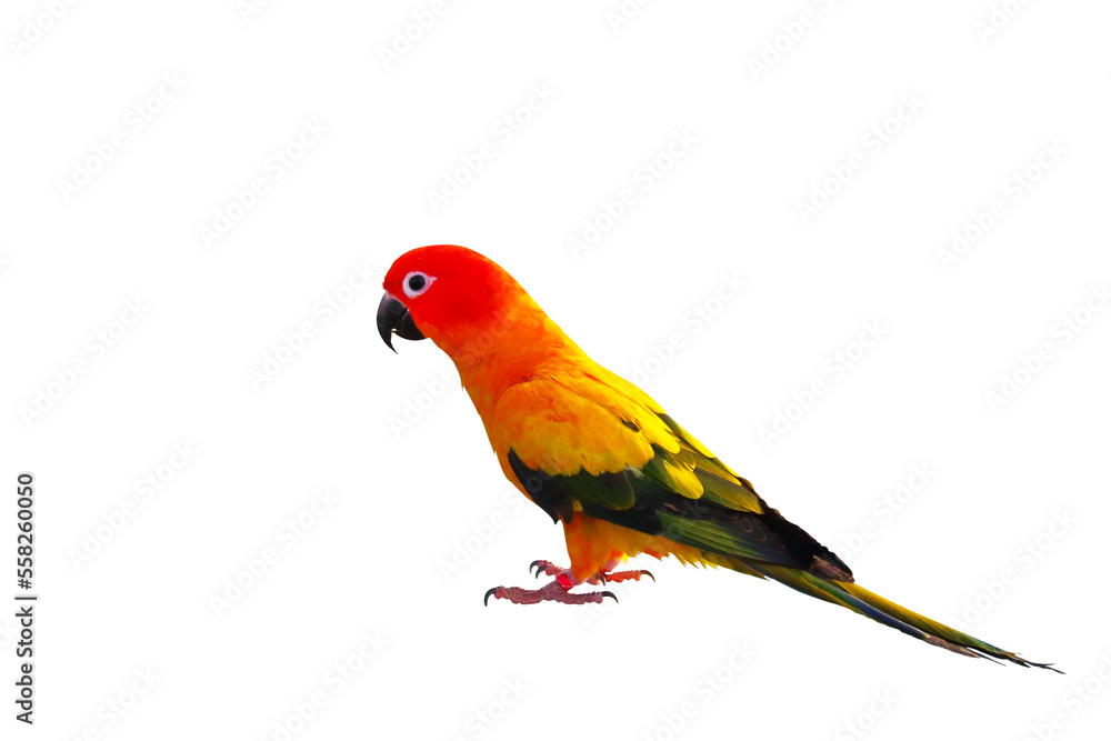 Sun parakeet bird isolated on transparent background png file